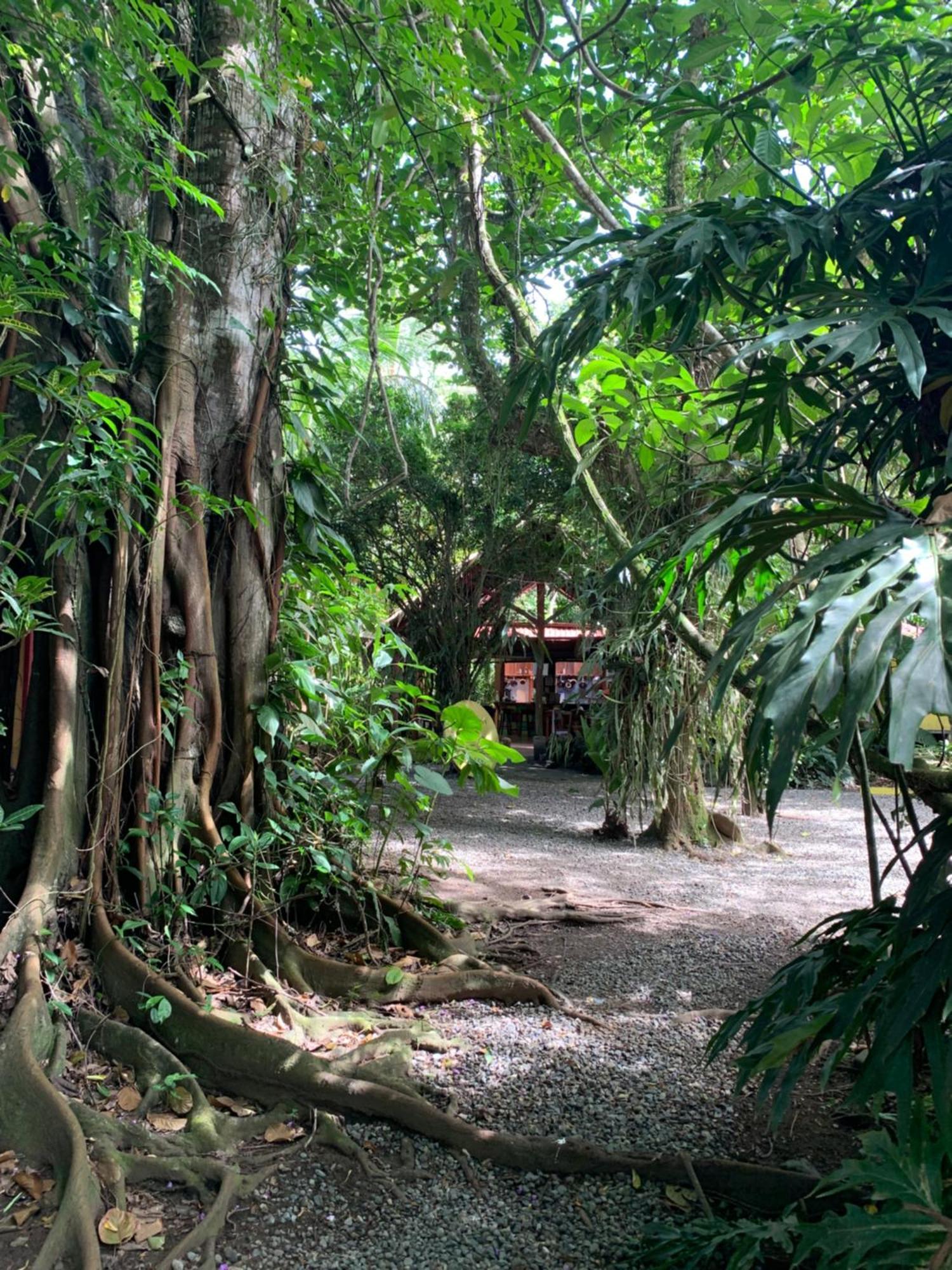 Hotel Brigitte'S Ranch à Cahuita Extérieur photo